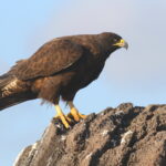 Galapagos Hawk (image by János Oláh)