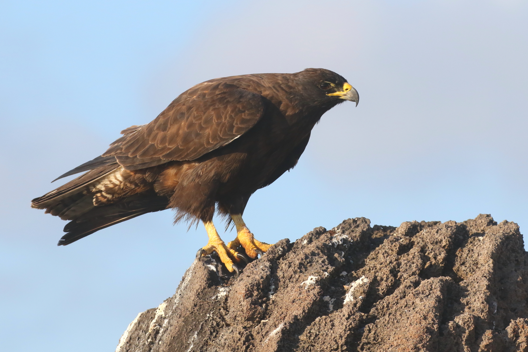 Galapagos Hawk (image by János Oláh)