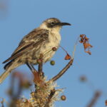 Galapagos Mockingbird (image by János Oláh)
