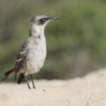 Galapagos Mockingbird (image by János Oláh)