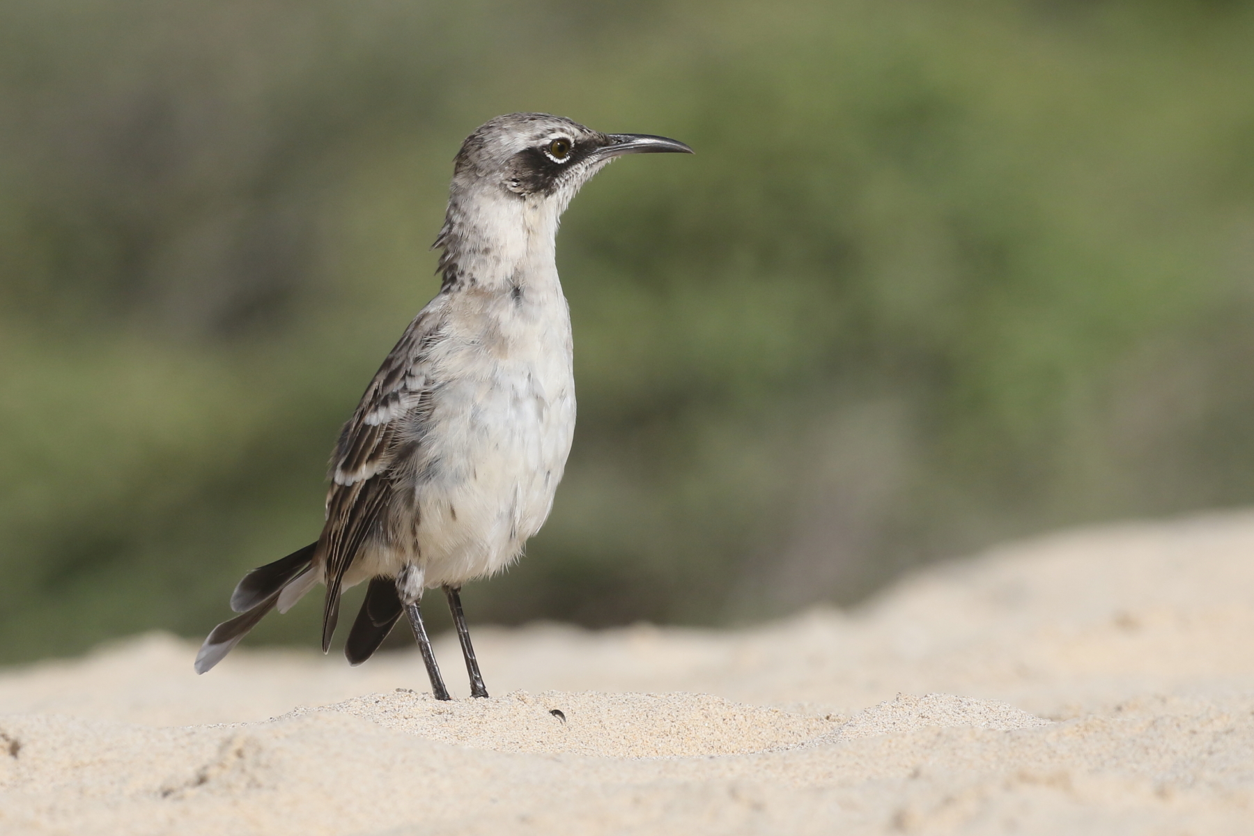 Galapagos Mockingbird (image by János Oláh)