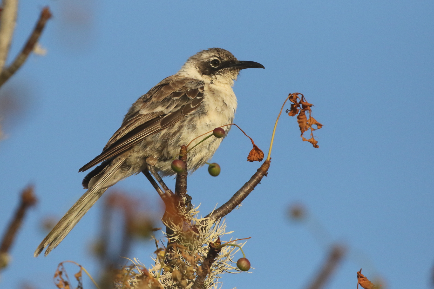 Galapagos Mockingbird (image by János Oláh)