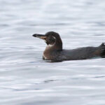 Galapagos Penguin (image by János Oláh)