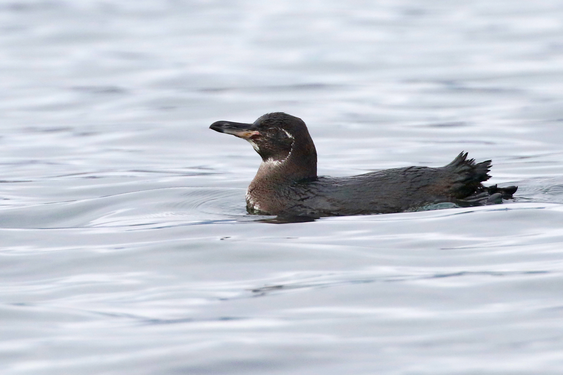Galapagos Penguin (image by János Oláh)