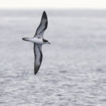 Galapagos Petrel (image by János Oláh)