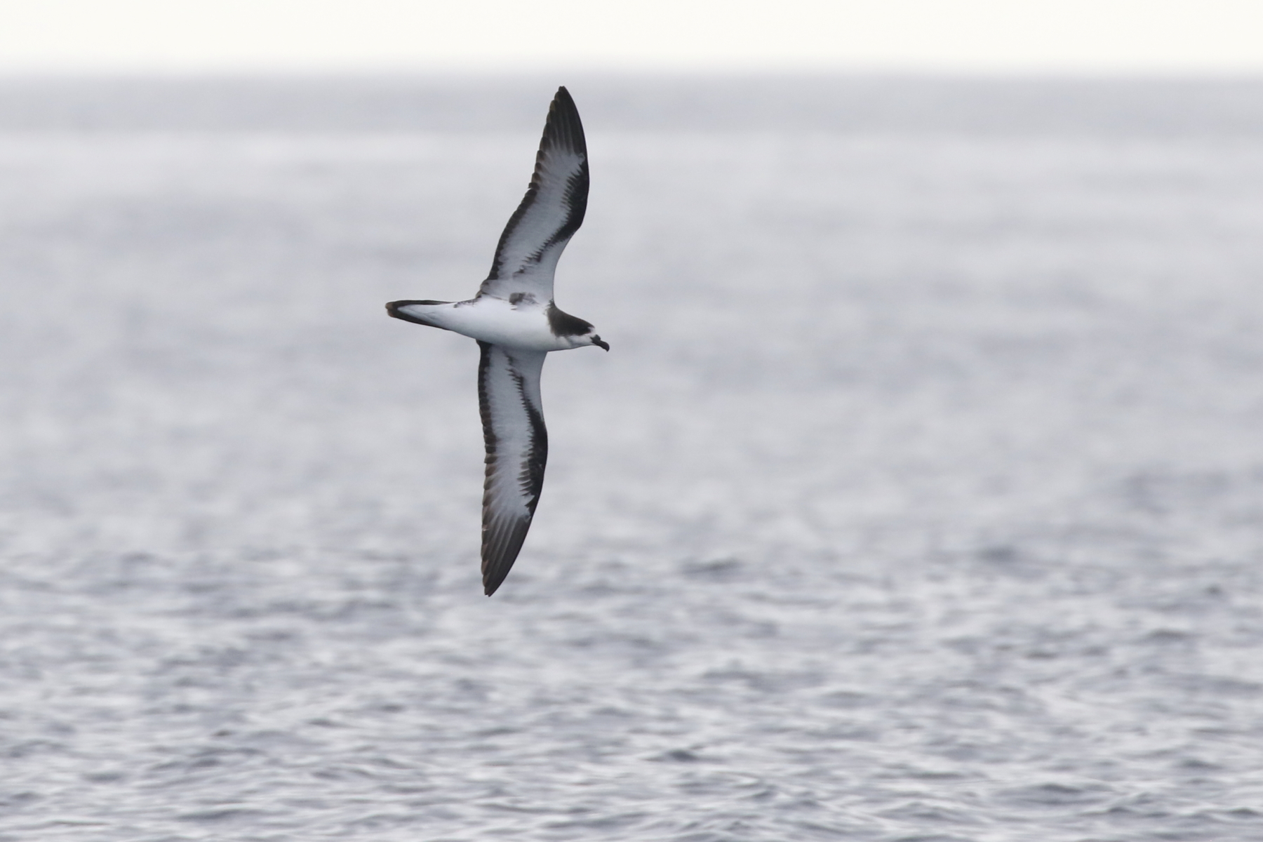 Galapagos Petrel (image by János Oláh)