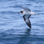 Galapagos Petrel (image by János Oláh)