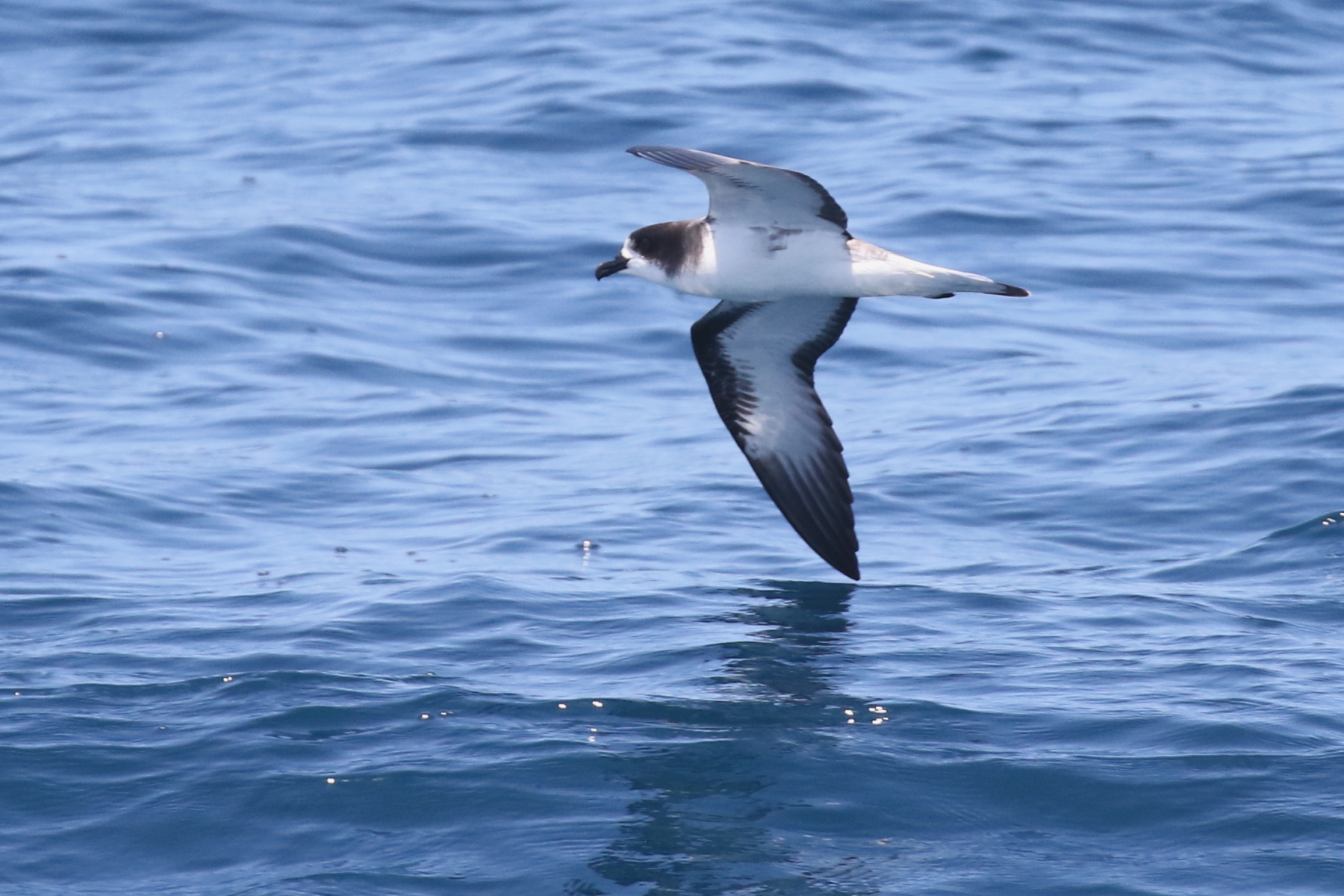Galapagos Petrel (image by János Oláh)