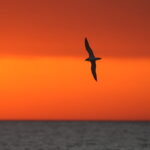 Galapagos Petrel (image by János Oláh)