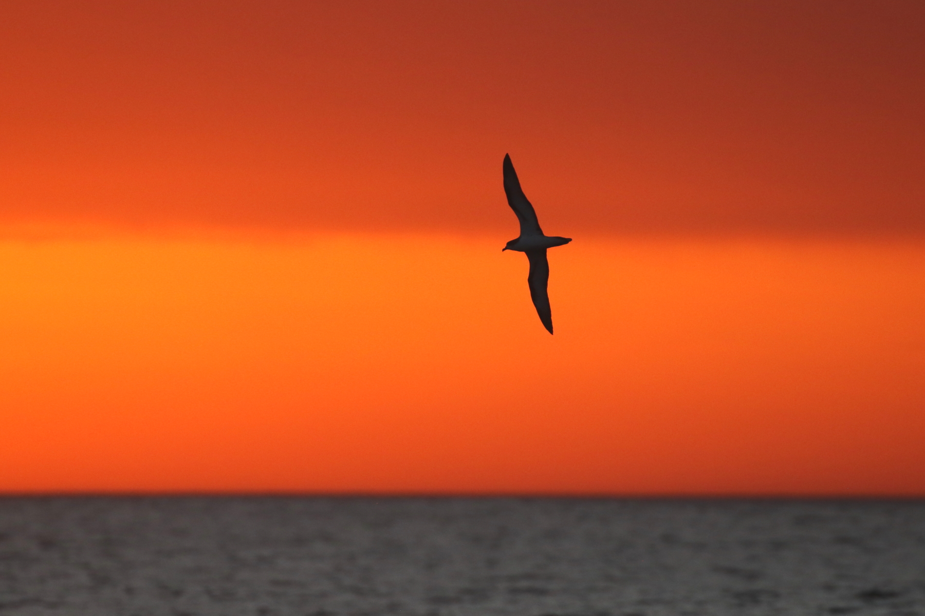 Galapagos Petrel (image by János Oláh)