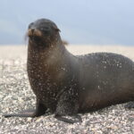 Galapagos Sea Lion (image by János Oláh)