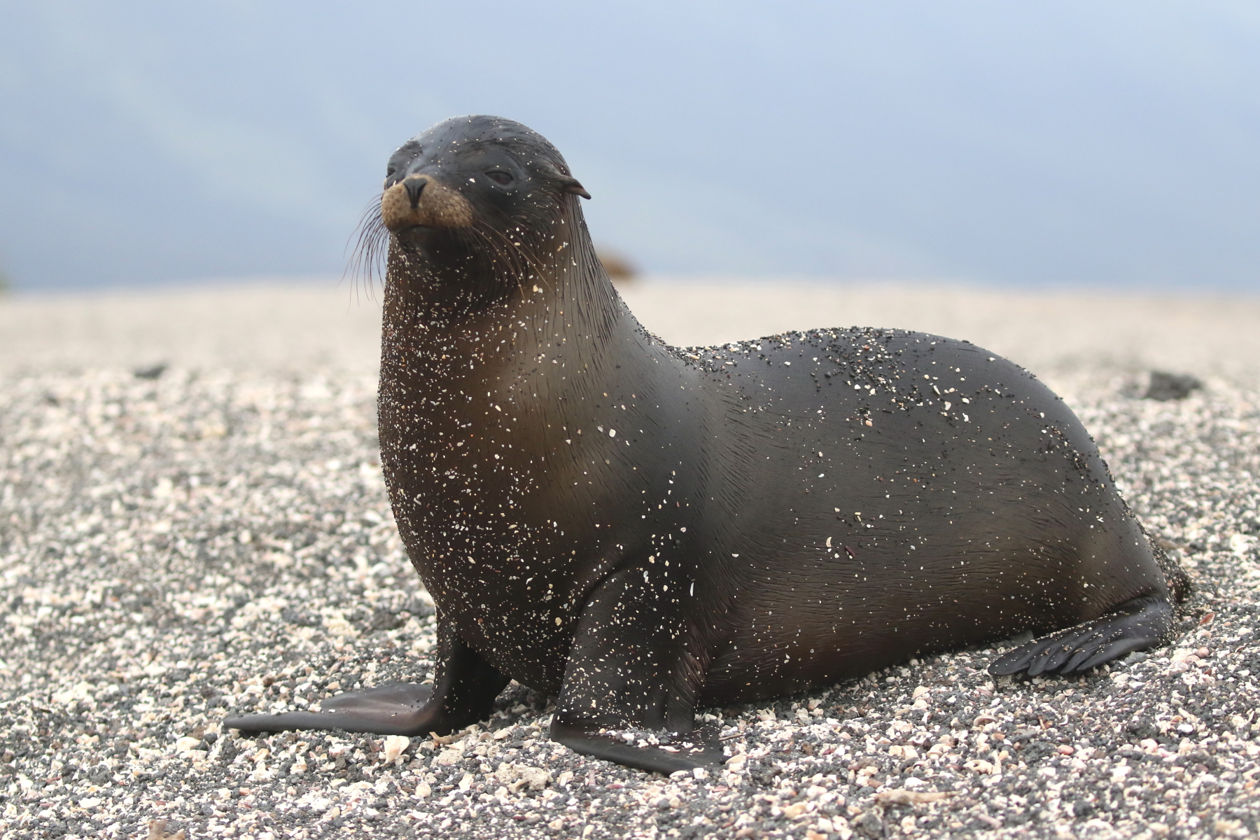 Galapagos Sea Lion (image by János Oláh)