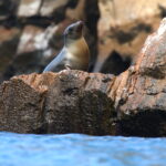 Galapagos Sea Lion (image by János Oláh)