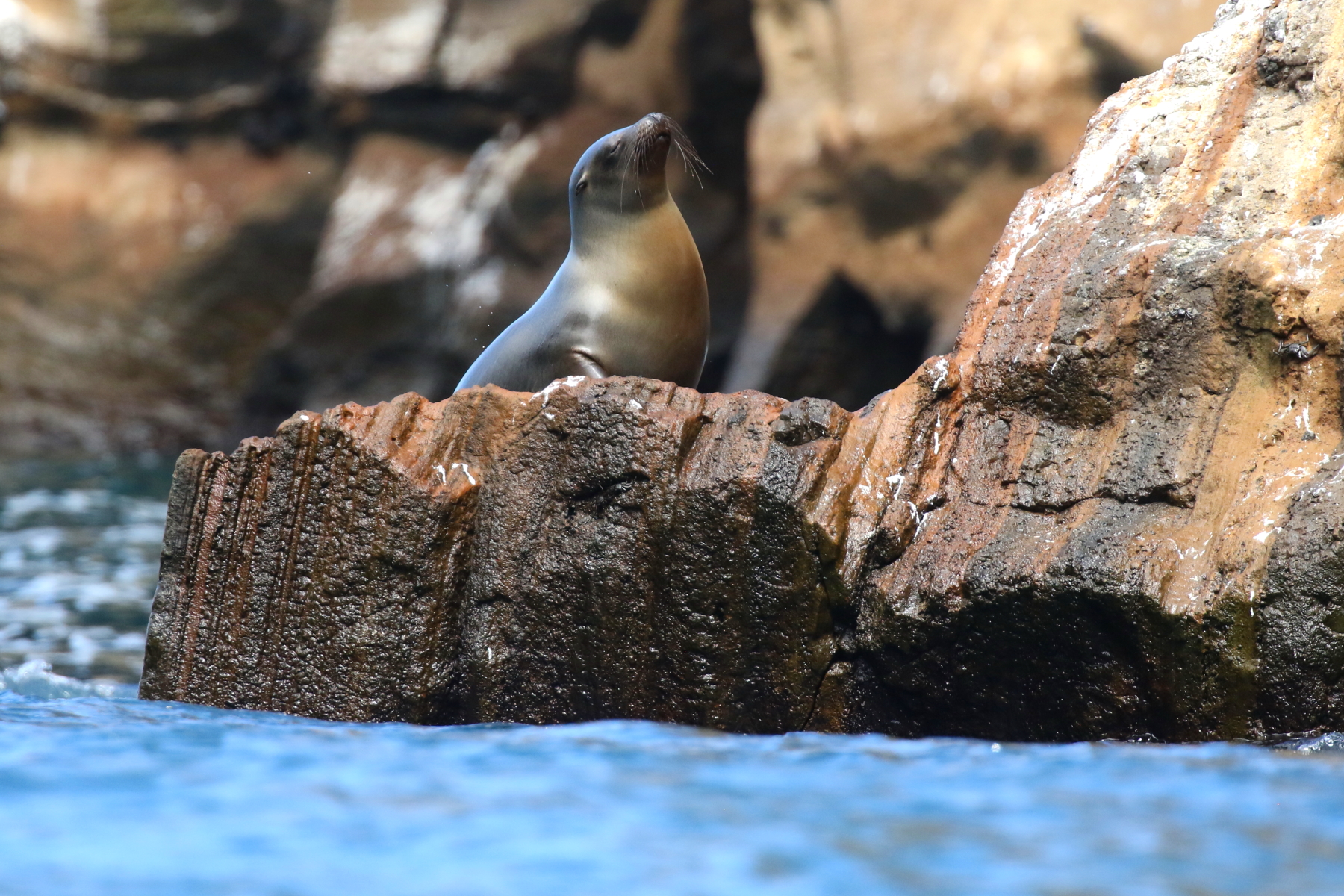 Galapagos Sea Lion (image by János Oláh)
