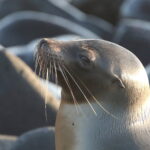 Galapagos Sea Lion (image by János Oláh)
