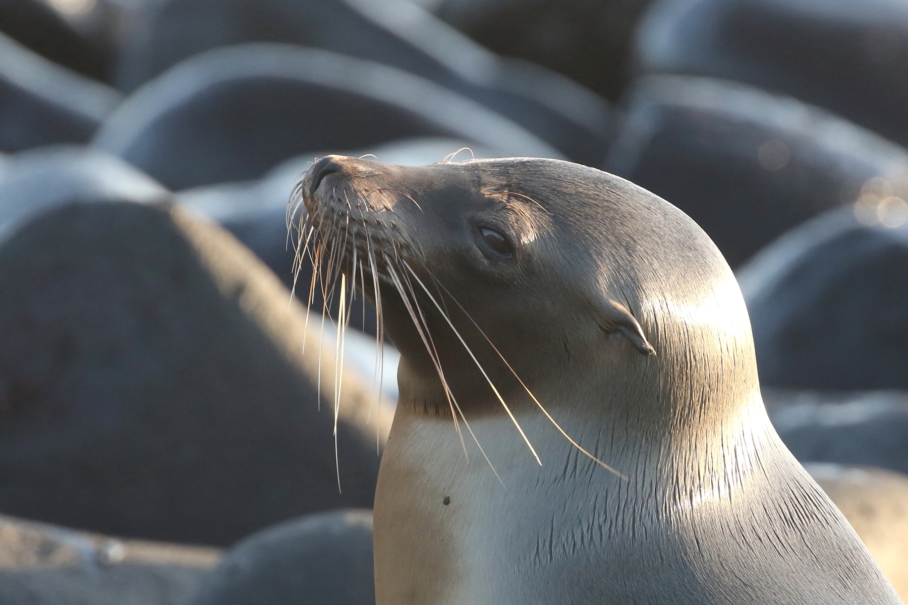 Galapagos Sea Lion (image by János Oláh)