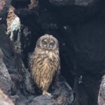 Galapagox Short-eared Owl (image by János Oláh)