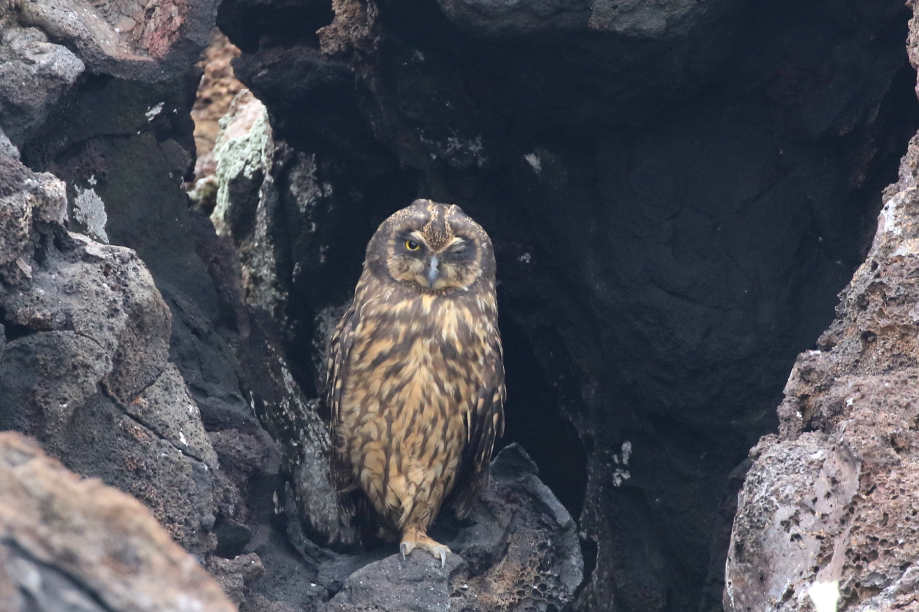 Galapagox Short-eared Owl (image by János Oláh)