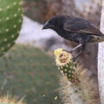Genovesa Cactus Finch (image by János Oláh)