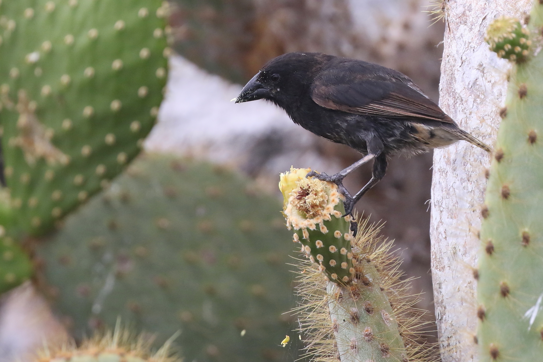 Genovesa Cactus Finch (image by János Oláh)