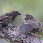 Genovesa Ground Finch (image by János Oláh)