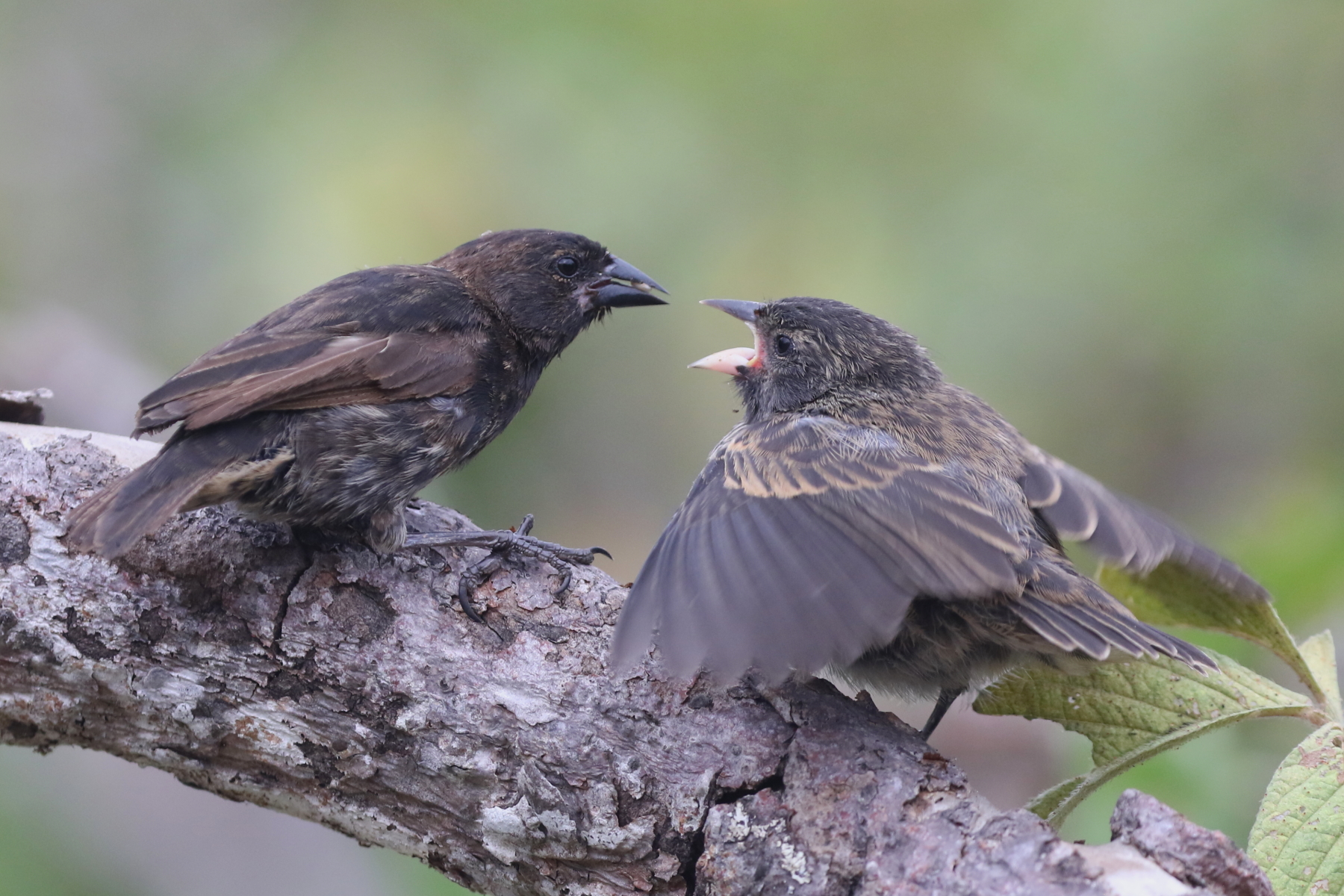 Genovesa Ground Finch (image by János Oláh)