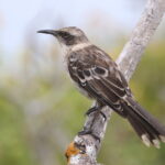 Genovesa Mockingbird (image by János Oláh)