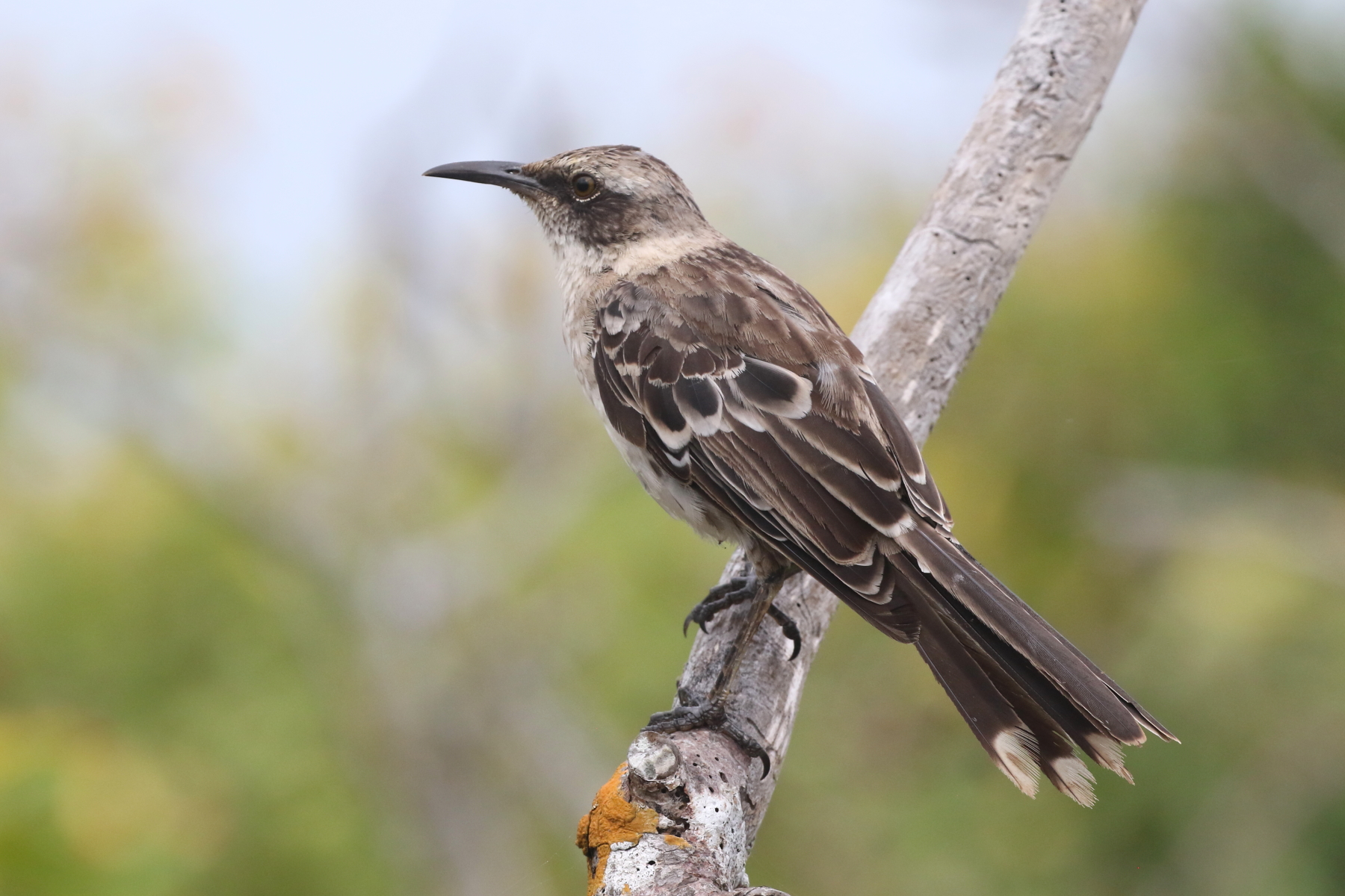 Genovesa Mockingbird (image by János Oláh)