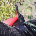 Great Frigatebird (image by János Oláh)