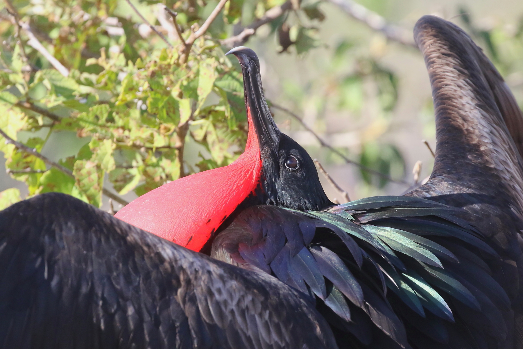 Great Frigatebird (image by János Oláh)