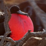 Great Frigatebird (image by János Oláh)