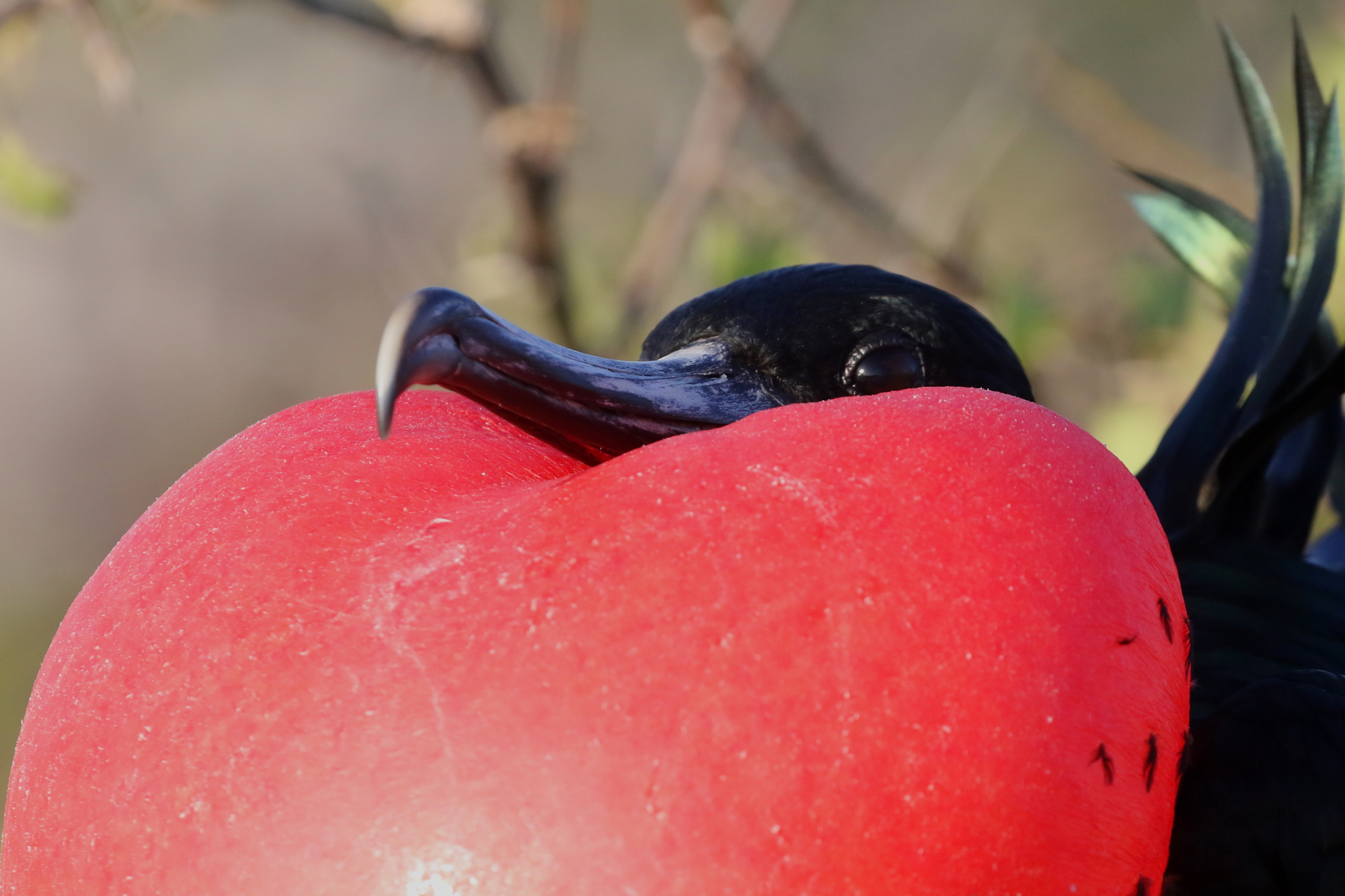 Great Frigatebird (image by János Oláh)