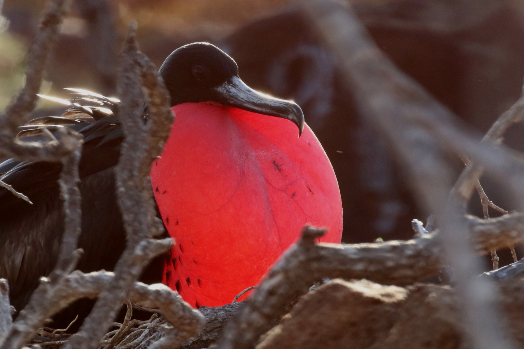 Great Frigatebird (image by János Oláh)