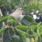 Green Warbler Finch (image by János Oláh)