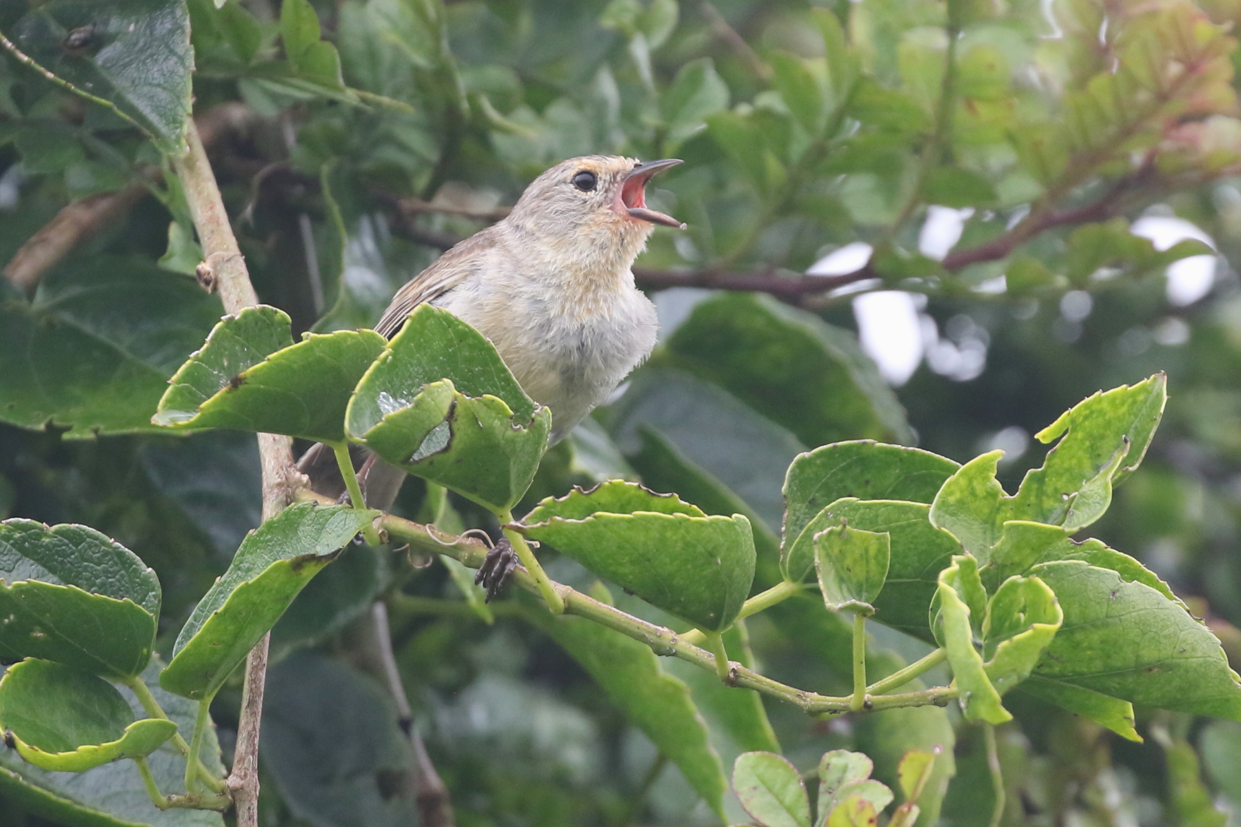 Green Warbler Finch (image by János Oláh)