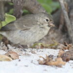 Grey Warbler Finch (image by János Oláh)