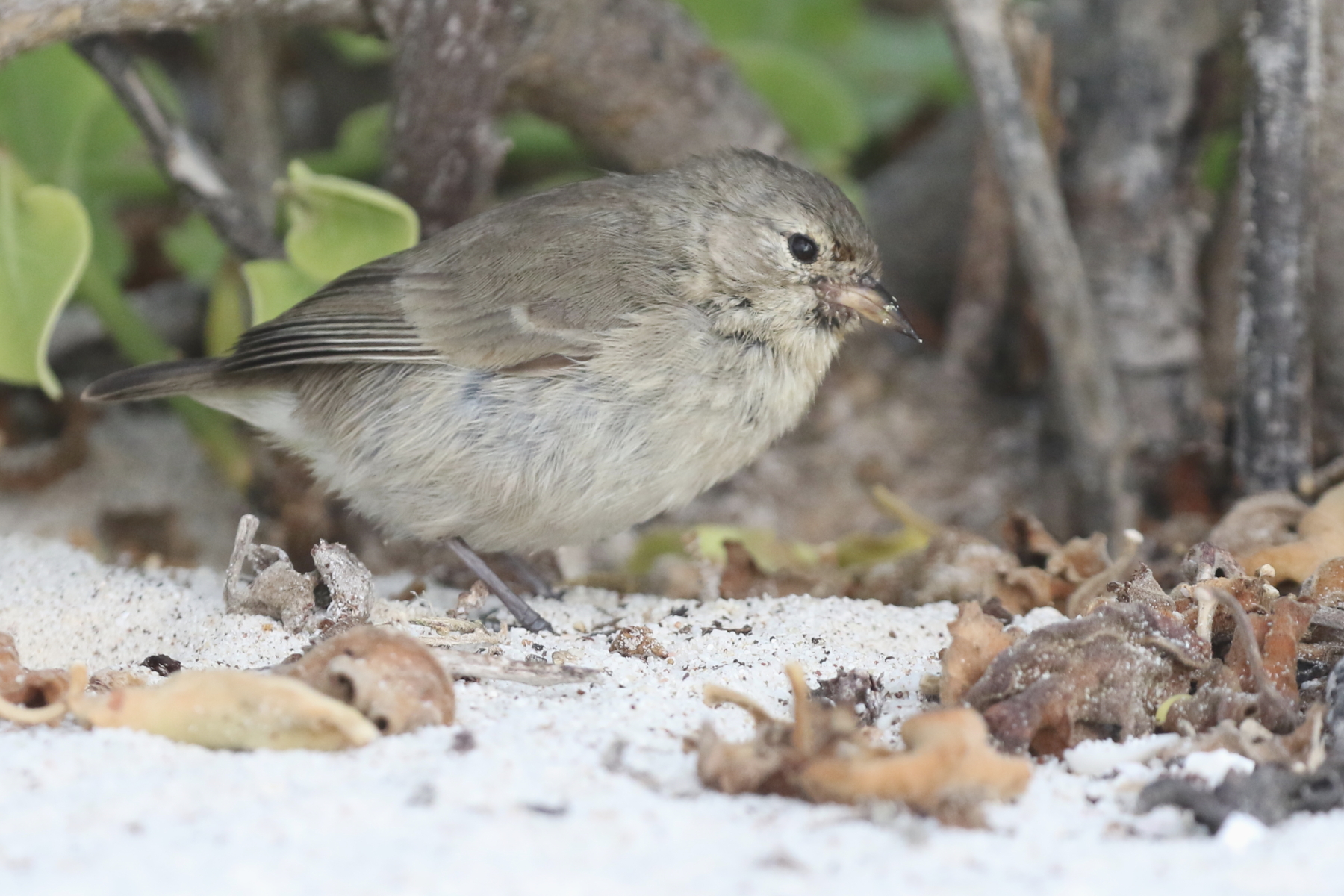 Grey Warbler Finch (image by János Oláh)