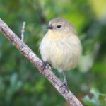 Grey Warbler Finch (image by János Oláh)