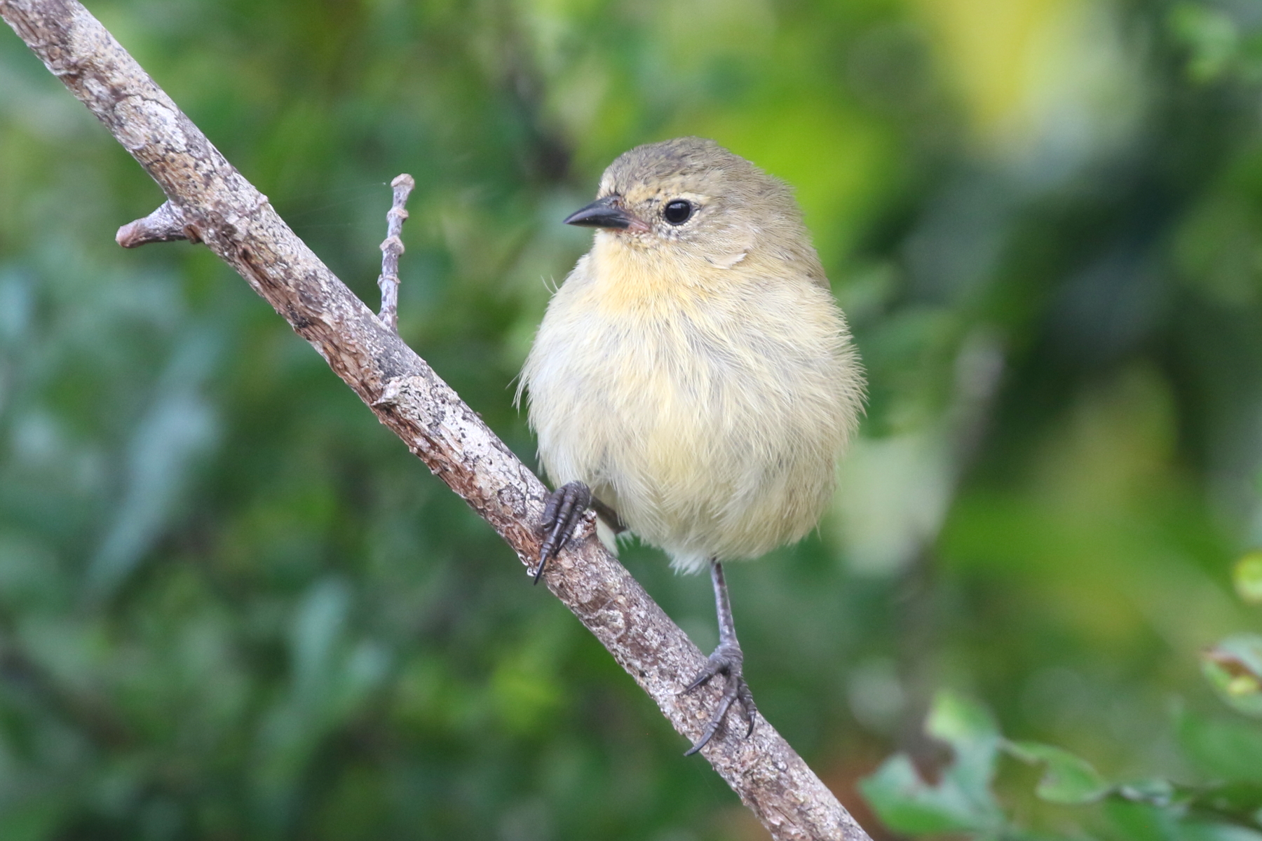 Grey Warbler Finch (image by János Oláh)