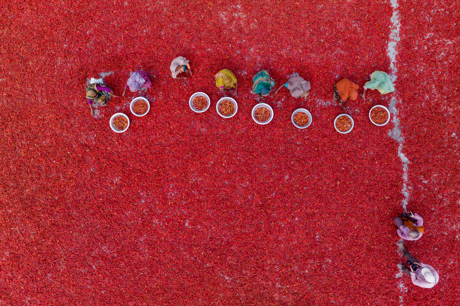 Sky view of our group members photographing the chilli harvesting in Bangladesh (image by Yousuf Tushar)