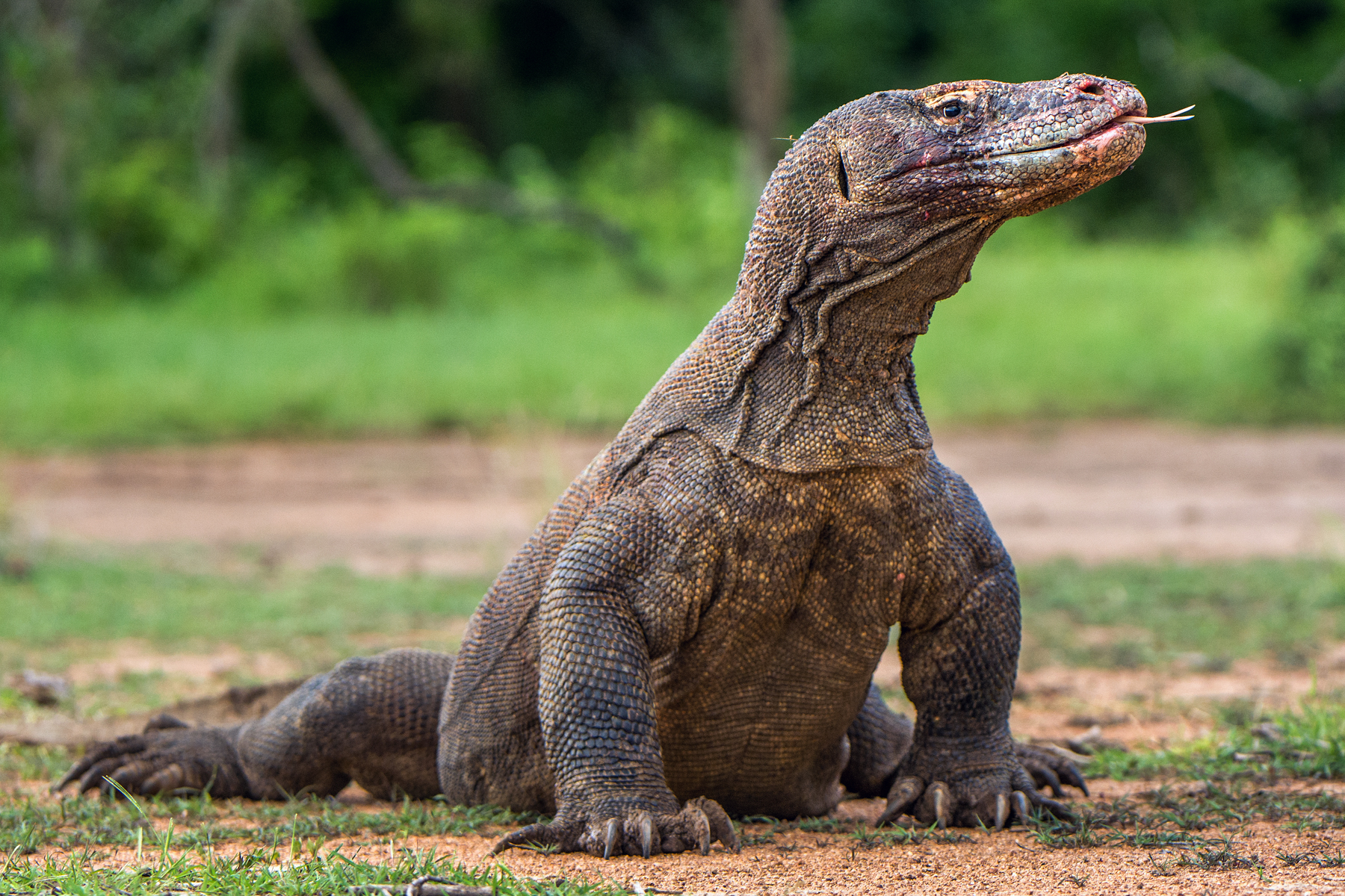 Komodo dragon
