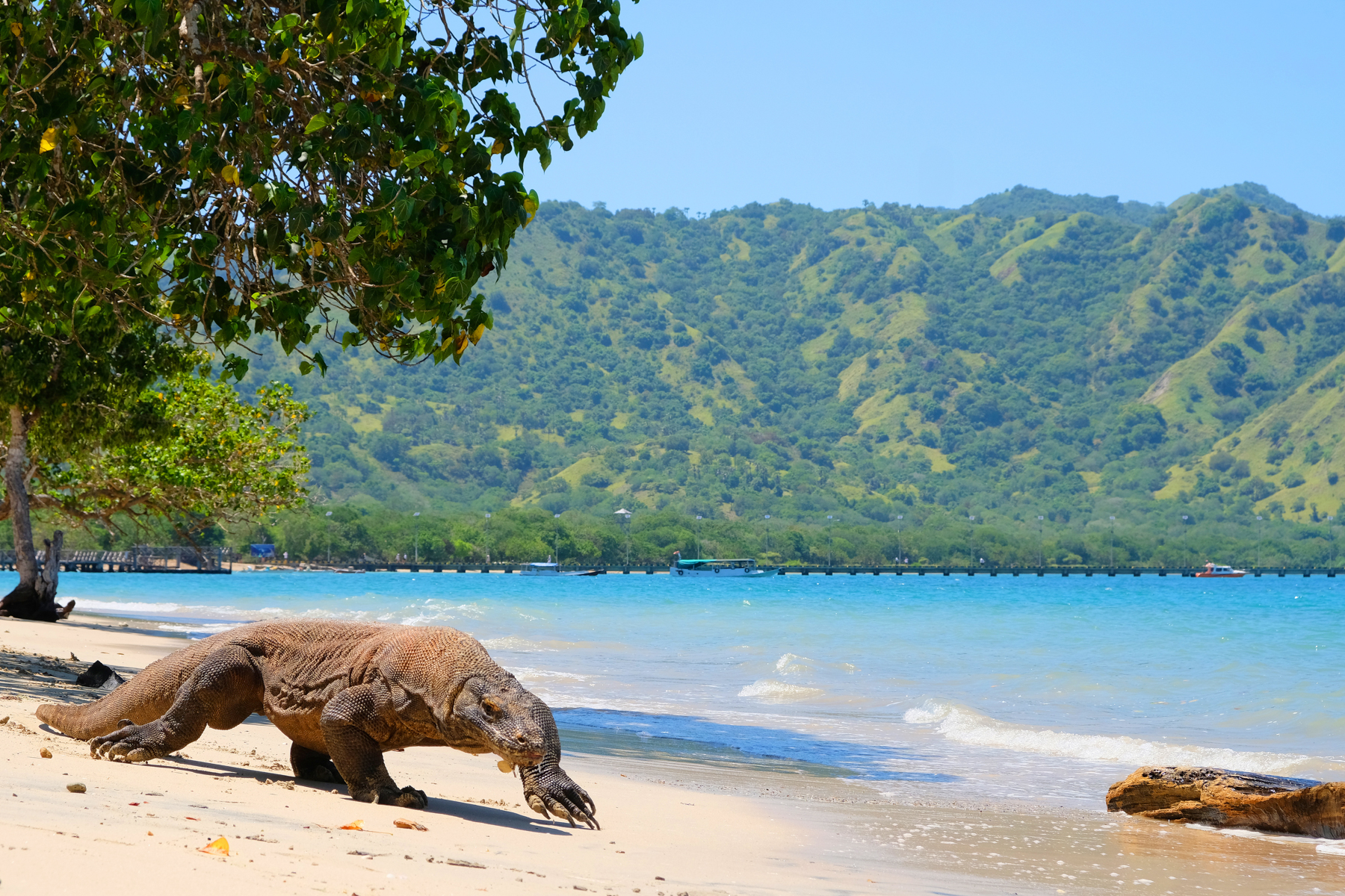 Komodo Dragon