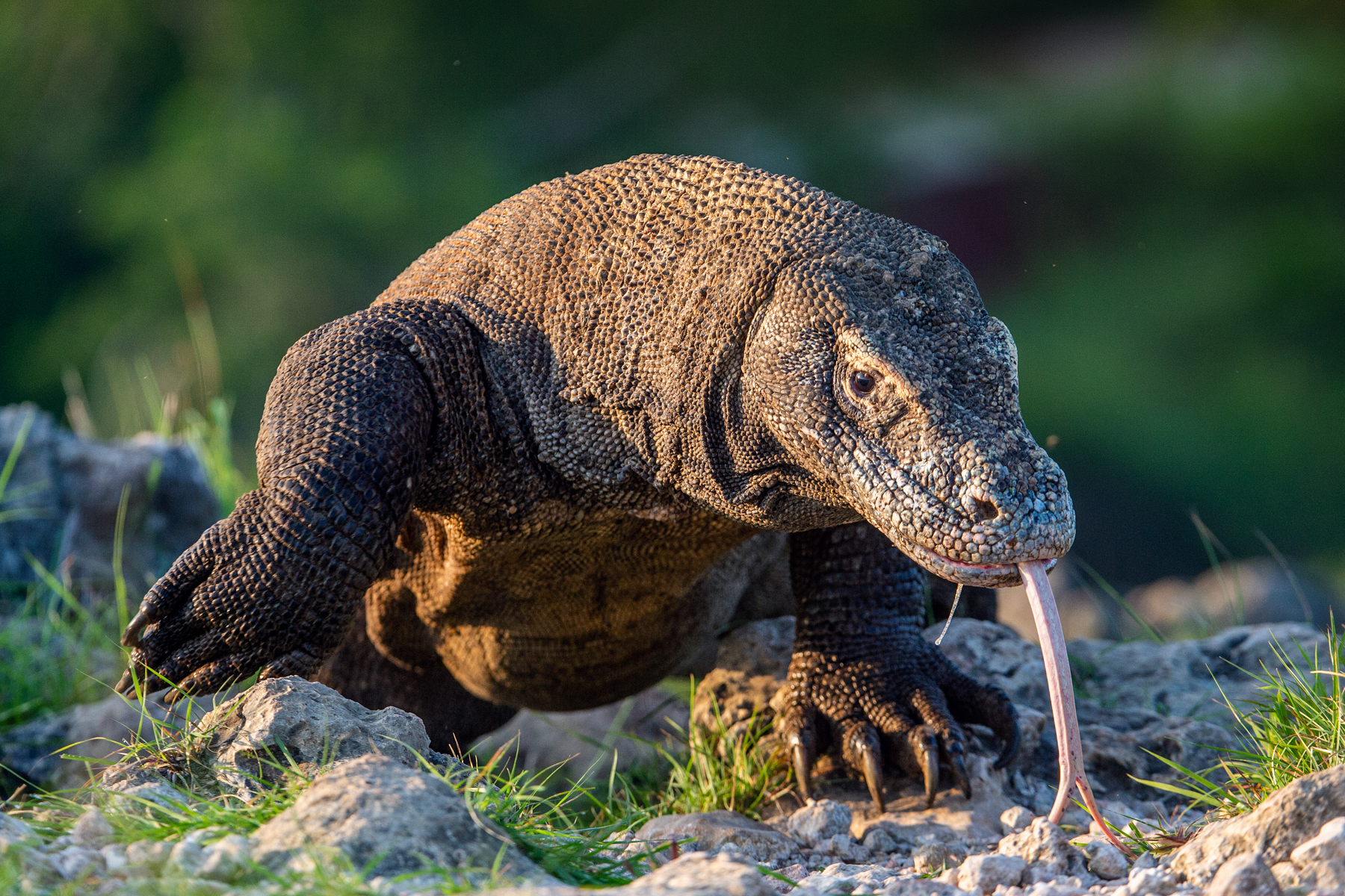 Komodo Dragon