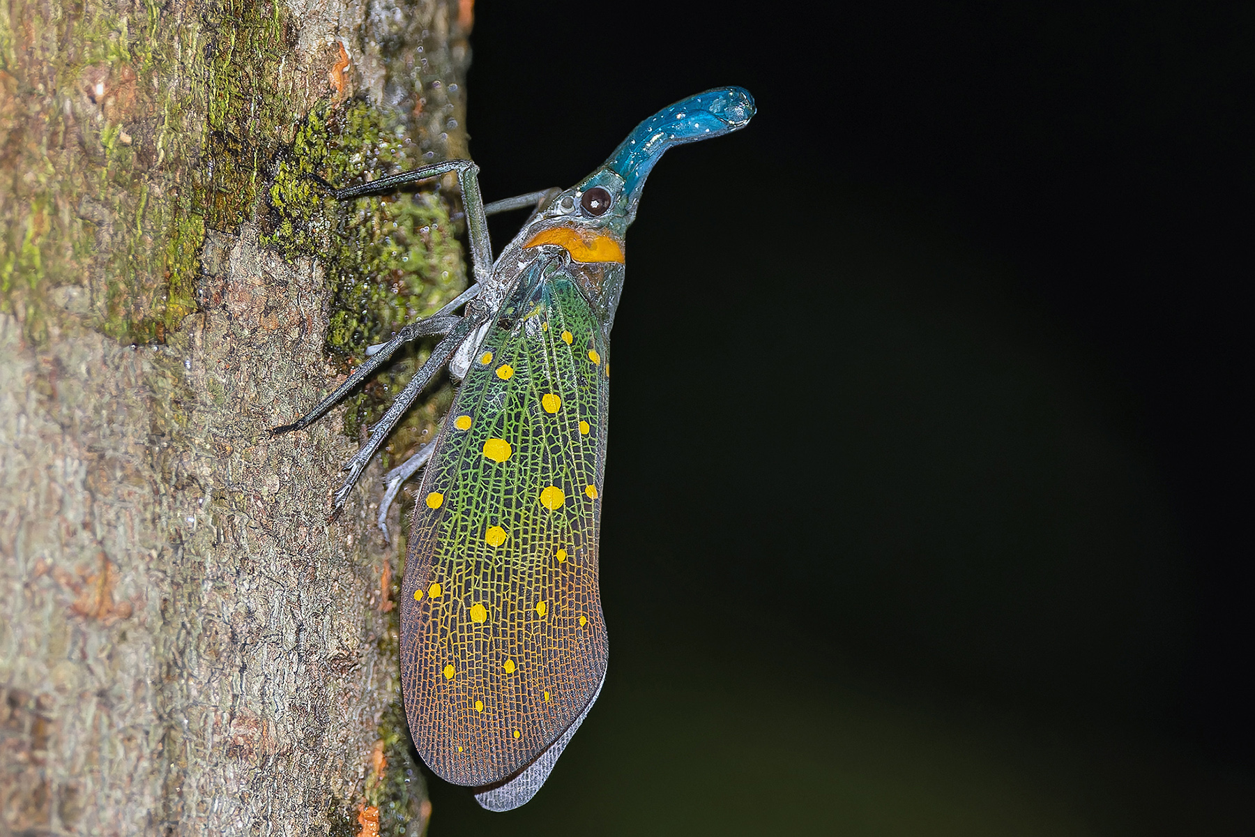 Lantern Bug (image by Pete Morris