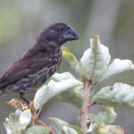 Large Ground Finch (image by János Oláh)
