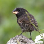 Large Ground Finch (image by János Oláh)