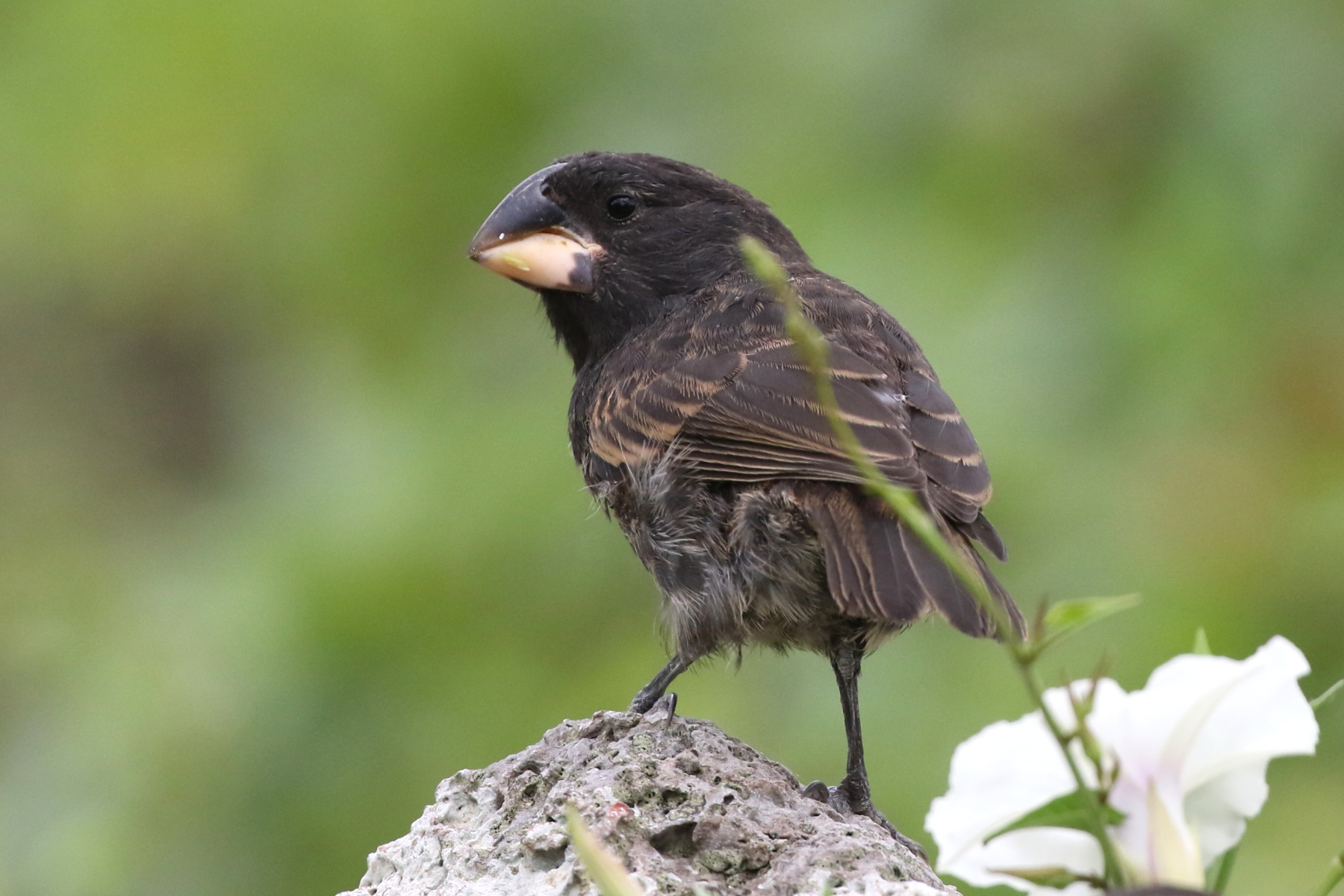 Large Ground Finch (image by János Oláh)