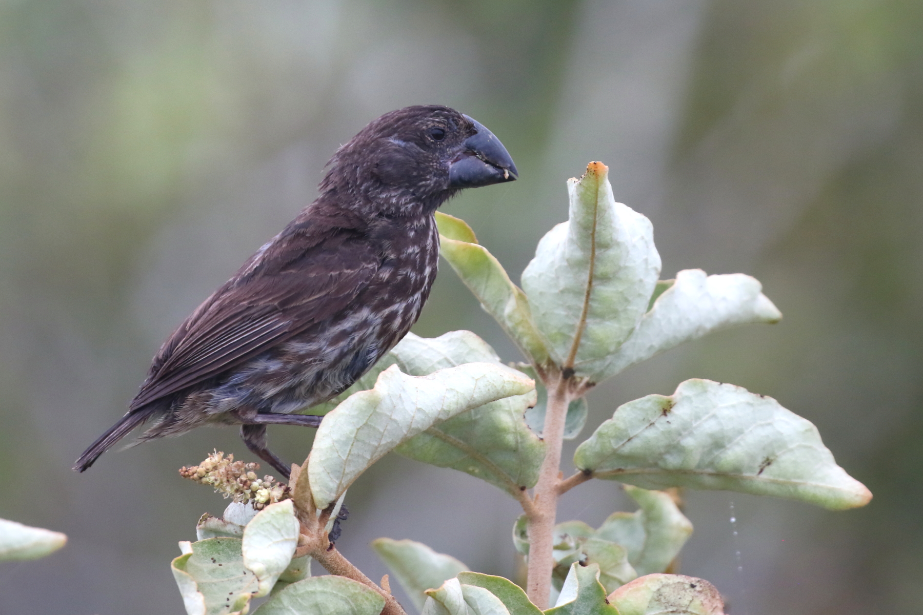 Large Ground Finch (image by János Oláh)
