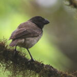 Large Tree Finch (image by János Oláh
