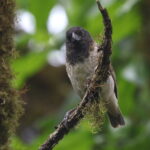 Large Tree Finch (image by János Oláh)